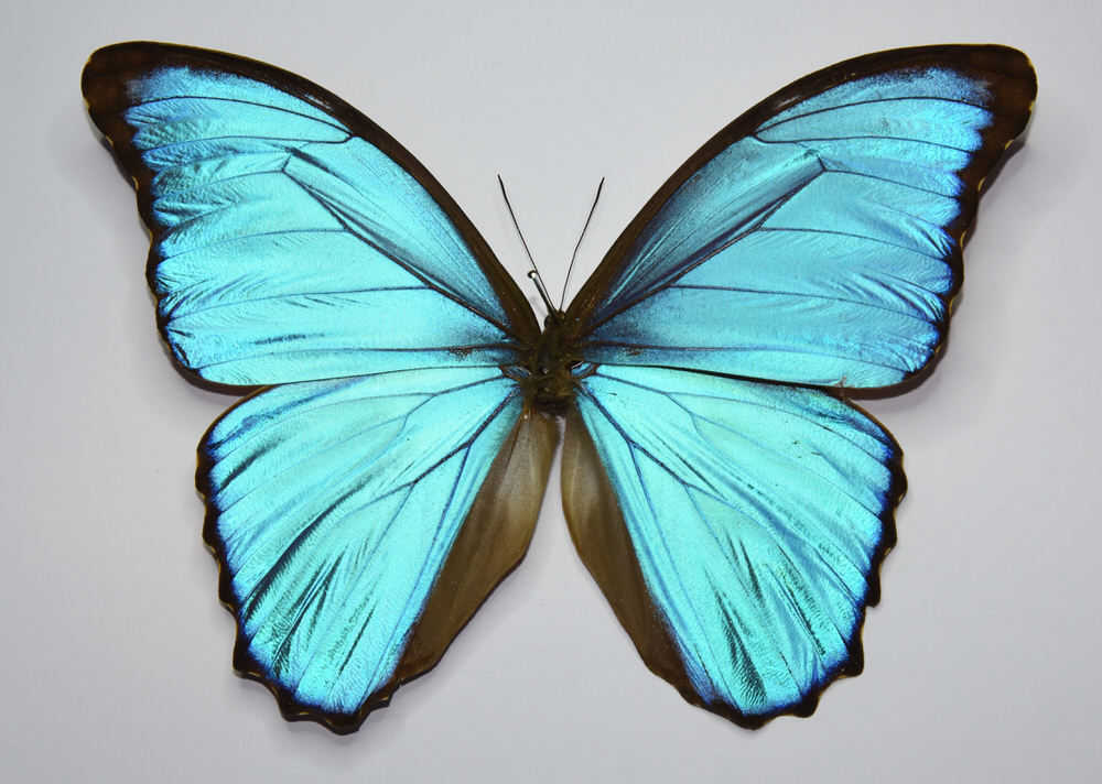 Blauwe Morpho - Morpho Menelaus/Didius